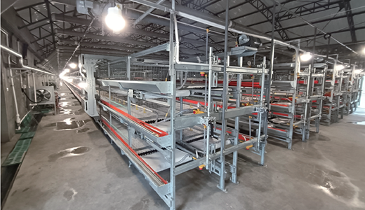 Broiler Back-to-back Cage