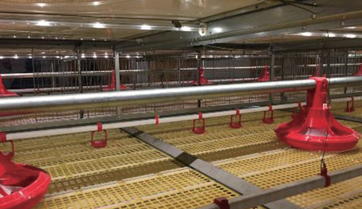 Broiler Cage