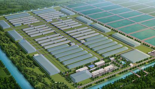Nantong Zhengda chicken farm