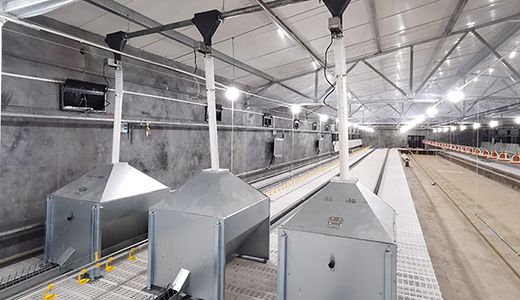 Nantong Zhengda chicken farm