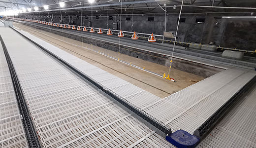 Nantong Zhengda chicken farm