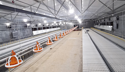 Nantong Zhengda chicken farm