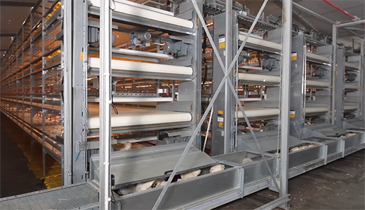 Zhengda Yushu 330000 meat chicken farm