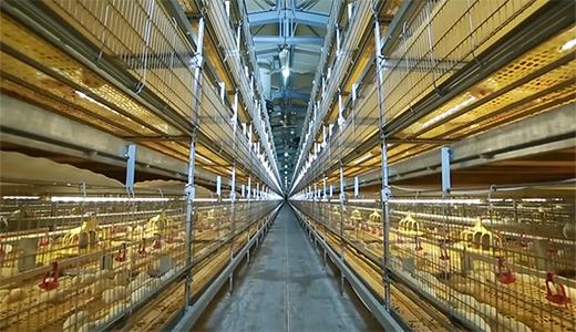 Zhengda Yushu 330000 meat chicken farm