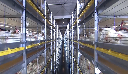 Shandong Weifang modern food (3.6 million layer) whole industry chain