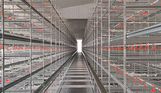 Shandong Weifang modern food (3.6 million layer) whole industry chain