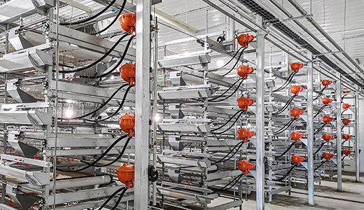 Shandong Weifang modern food (3.6 million layer) whole industry chain