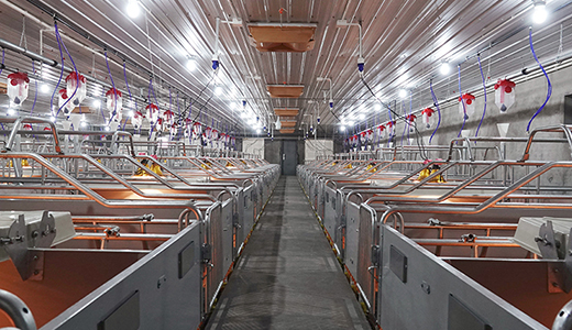Zitong 5000 head breeding pig farm, Mianyang, Sichuan
