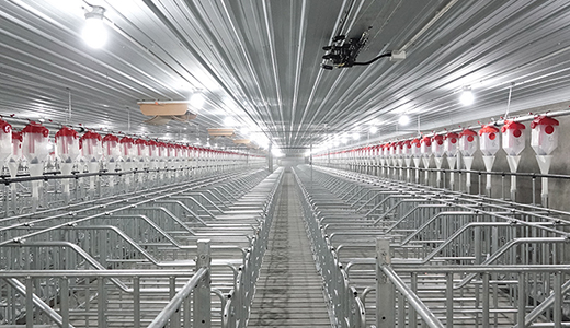 Zitong 5000 head breeding pig farm, Mianyang, Sichuan