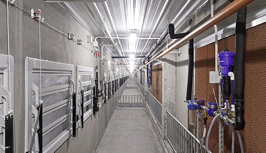 Shandong Dongying 6000 head breeding pig farm