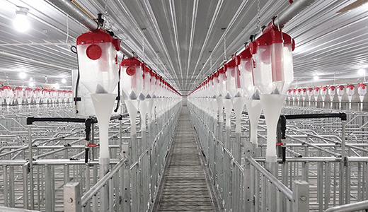 Shandong Dongying 6000 head breeding pig farm