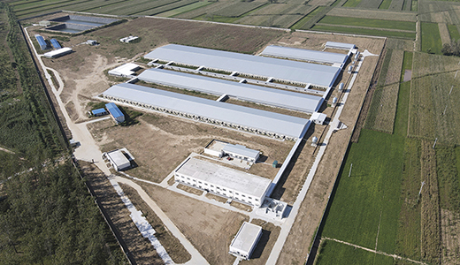 Henan Minquan Yangxi 6000 head breeding pig farm