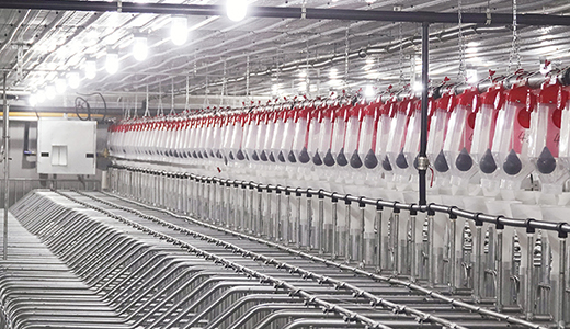 Henan Minquan Yangxi 6000 head breeding pig farm