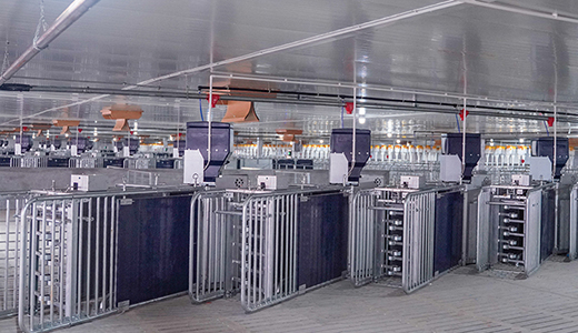 Zhanjiang Xiangshui 14000 fattening six farms