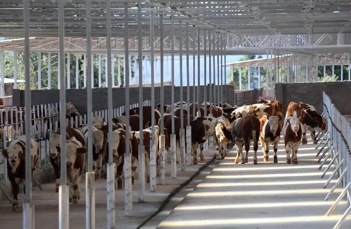 Shanghai Zhengcheng undertakes the upgrade project of refined material storage system for 11 ranches in Yuexiu Huishan