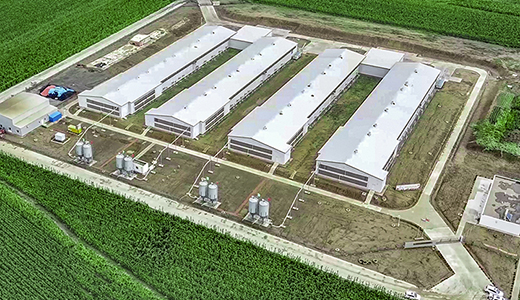 Zhengda Yushu 330000 meat chicken farm