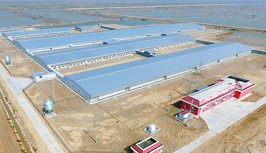 Shandong Dongying 6000 head breeding pig farm