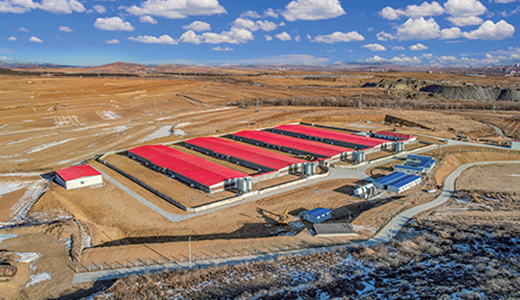 Pig Farm Equipment and Engineering