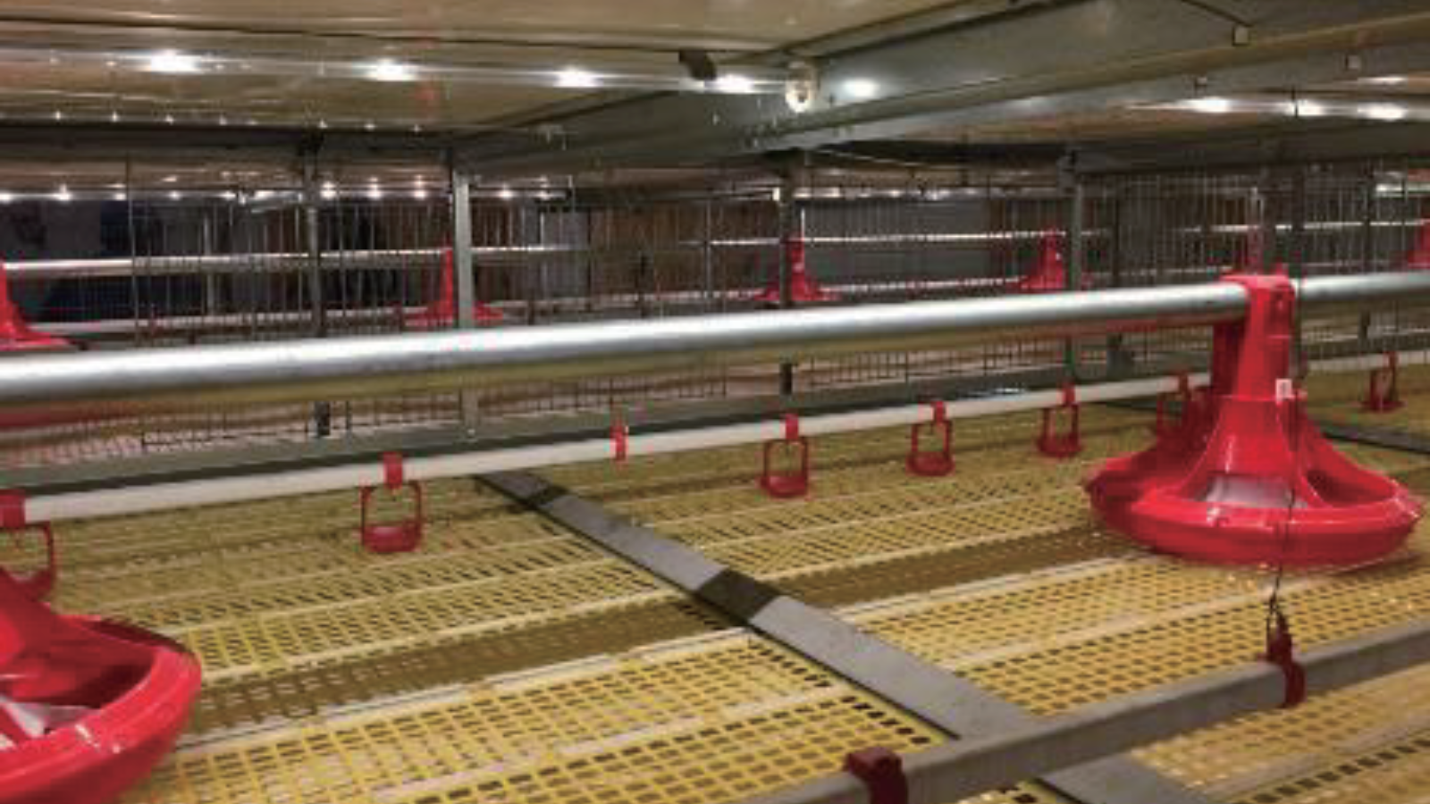 Broiler Cage