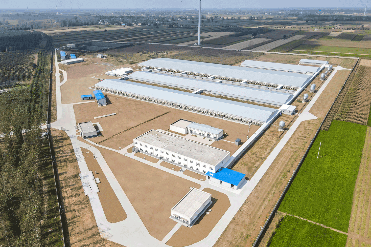 6,000Breeding Pig Farm in Yangxi-Henan