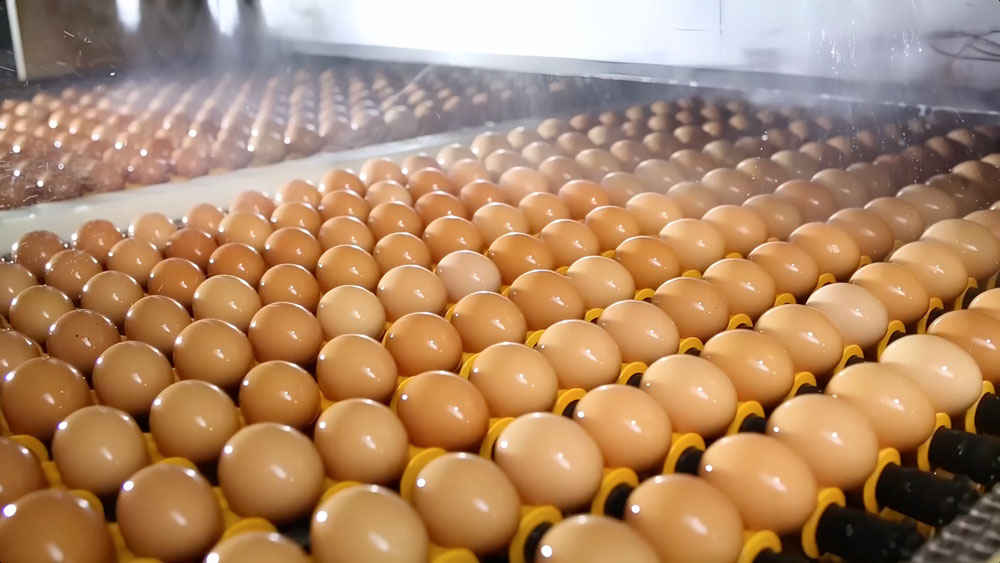 Egg Food Equipment